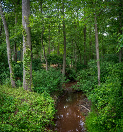 A small creek runs through the forest in Freneau Woods Park in Matawan New Jersey.の写真素材