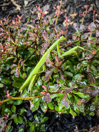 A close-up of a praying mantis in a New Jersey garden.
