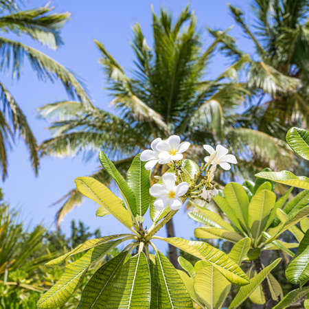 Delicate tropical white flowers with square cropping in Princess Cays in the Bahamas.の写真素材
