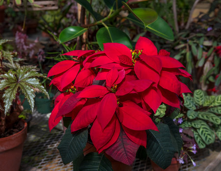 A close-up of a Poinsettia flower in a greenhouse.の写真素材