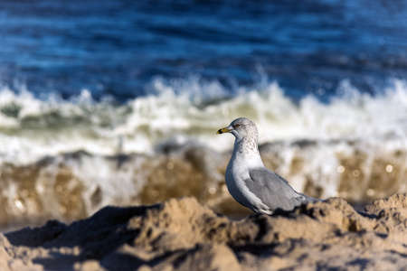 A seagull up close against the out of focus surf in Long Branch New Jersey.の写真素材