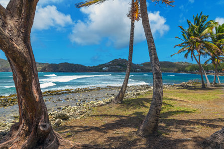 Some tree trunk detail of the Palm and other trees on Pigeon Island in Saint Lucia.の写真素材