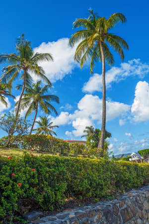 Palm trees and a garden wall surround this Saint Lucia resort in Gros Islet.の写真素材