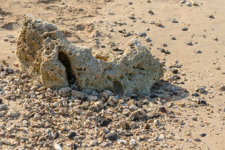A large piece of coral on the beach of Rodney bay in Saint Lucia.の写真素材