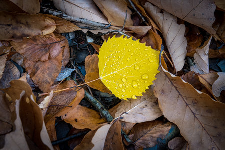 Morning dew on this vibrant yellow Birch tree leaf on the forest floor in New Paltz New York.