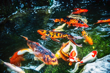 Colorful Koi in an ornamental pond.の写真素材