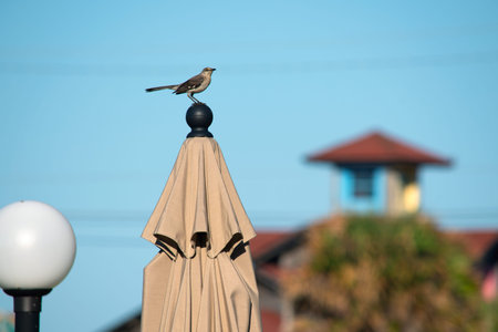 A little bird perched on a closed umbrella along the beach in Destin Florida.