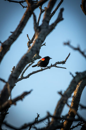 Red-winged blackbird perched on a branch of a tree
