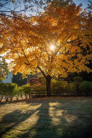 Autumn leaves in the park at sunset with sunbeams and lens flare