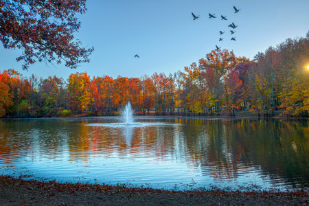 Ducks in flight over Holiday Lake in Manalapan, New Jersey.の写真素材
