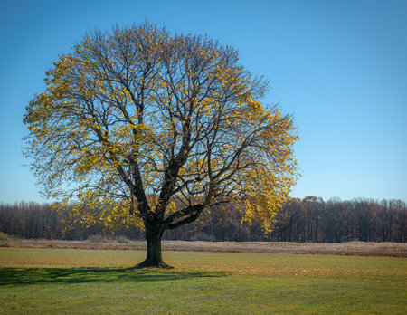 Sunlight through these golden leaves in this tree in Colts Neck, New Jersey.の写真素材