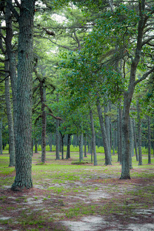 Pine trees in the Ocean County, New Jersey Pine Barrens.