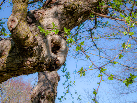 A Spring look at this knotted tree trunk in Holmdel Park in New Jersey.の写真素材