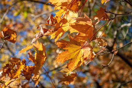 A close-up of golden maple leaves in Dorbrook Recreation Area in Colts Neck, New Jersey.の写真素材