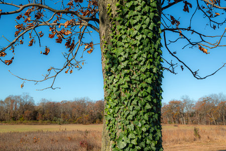 Green ivy on a tree in the autumn forest. Nature backgroundの写真素材