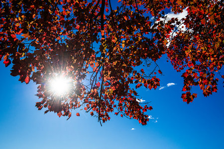 Autumn leaves with sun on blue sky background. Fall season.の写真素材