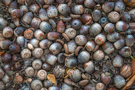 Acorns on the ground in the forest. Close-up.の写真素材