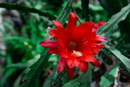 A vibrant red Epiphyllum Orchid Cactus  at the Botanical Gardens in Baltimore, Maryland.の写真素材