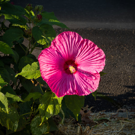 A closeup of the hibiscus flower during Autumn in New Jersey.の写真素材