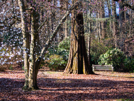 The white blossoms of the Dogwood tree in Holmdel Park in New Jersey.の写真素材