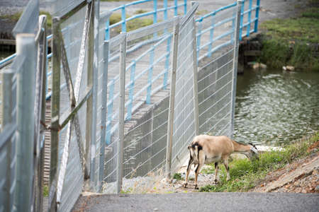 the goat hunting food in the field when in the evening.の写真素材