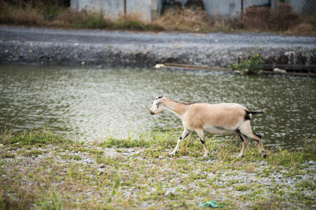 the goat hunting food in the field when in the evening.