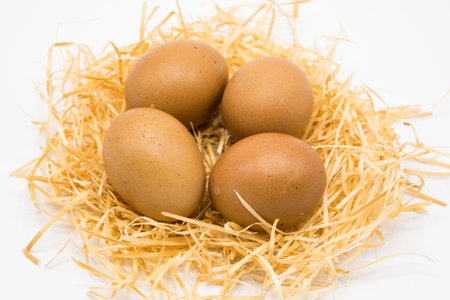 egg with nest isolated with white background shooting in studio