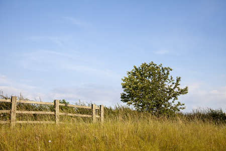 A tree behind fenceの写真素材