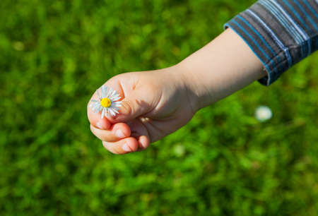 Flower in handの写真素材