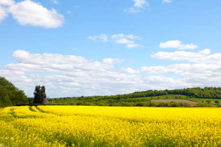 Beatiful rape fieldの写真素材