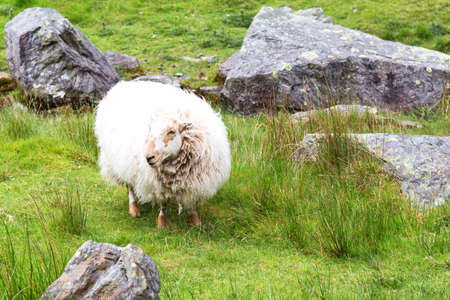 Sheep in Snowdonia mountains - Wales UKの写真素材