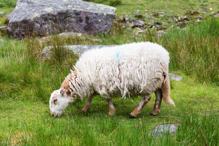 Sheep in Snowdonia mountains - Wales UKの写真素材