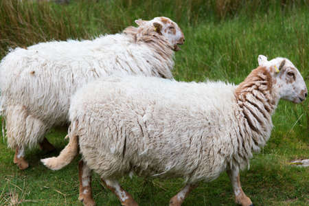 Sheeps in Snowdonia mountains - Wales UKの写真素材