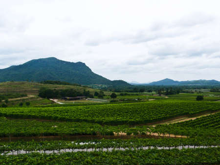 Vineyardの写真素材