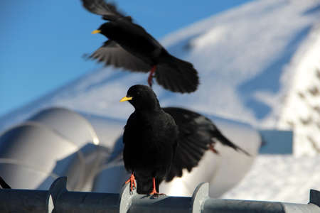 Blackbirds activityの写真素材