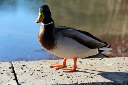 Mallardの写真素材