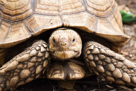 Closeup  African spurred tortoise resting in the garden. Itâs the third-largest species of tortoise in the world call Sulcata tortoise.の写真素材