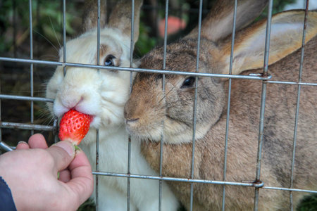 Closeup feeding rabbit in the cage with strawberry
