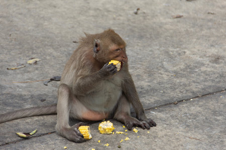 Monkey sit and eating corn on cement floor in park