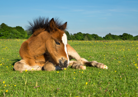 Cute Brown Pony Foal Laying on Grassの写真素材
