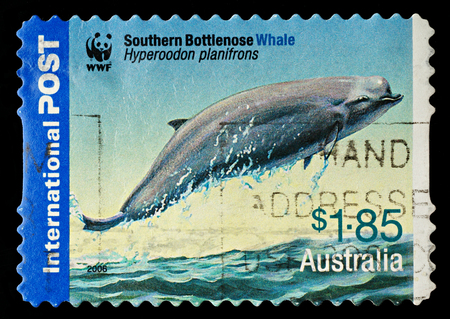 AUSTRALIA - CIRCA 2006  An Australian Used Postage Stamp showing a Southern Bottlenose Whale, circa 2006のeditorial素材