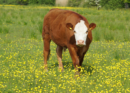 Brown and White Cow in Field with Yellow Flowersの写真素材