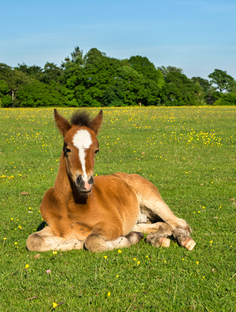 Young Horse Foal Sitting Upright in Green Fieldの写真素材
