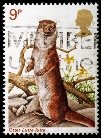 UNITED KINGDOM - CIRCA 1977: A British Used Postage Stamp celebrating British Wildlife, showing an Otter, circa 1977
のeditorial素材