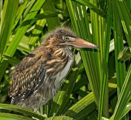 Green Heron Chick (Butorides virescens) in the Florida Evergladesの写真素材