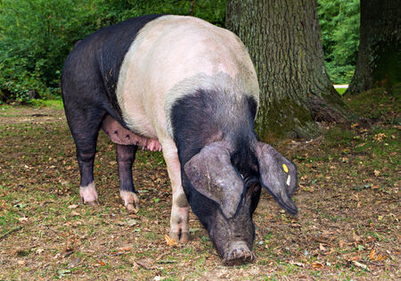 Saddleback Pig in the New Forest Woodlandの写真素材