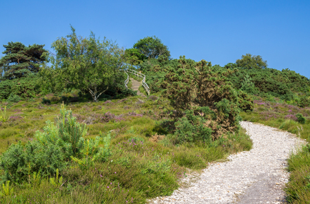 Gravel Path Across Heathland at Arne in Dorsetの写真素材