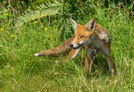 Young Red Fox (Vulpes vulpes) Standing in Grassの写真素材