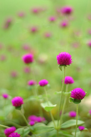 Purple flowers