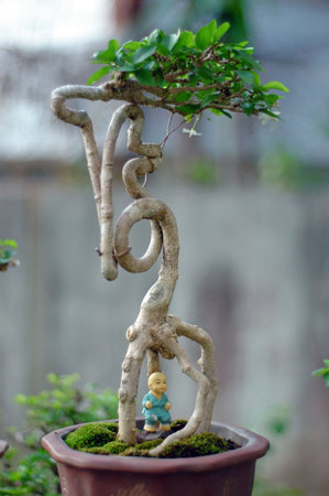 Bonsai treeの写真素材
